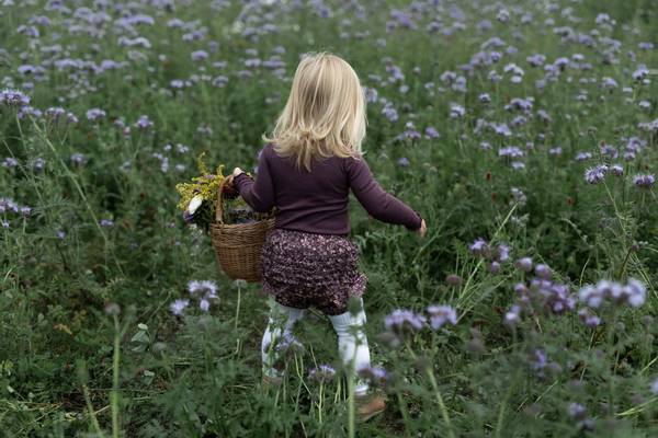Burgunder Blomstrete Wheat Ruffles Bleieshorts